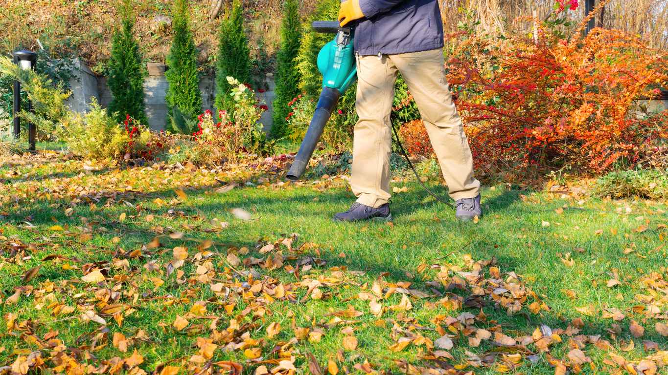Lawn care with a blower. Removing fallen leaves with a blower. The gardener holds a blower in his hands and blows leaves from the grass in the local area with a powerful airflow. Garden work in autumn